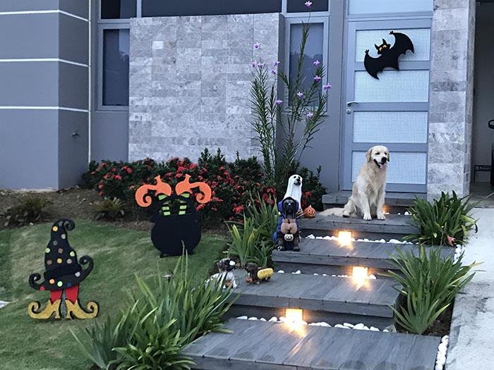 caribbean golden retrievers in puerto rico