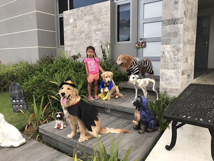 caribbean golden retrievers in puerto rico