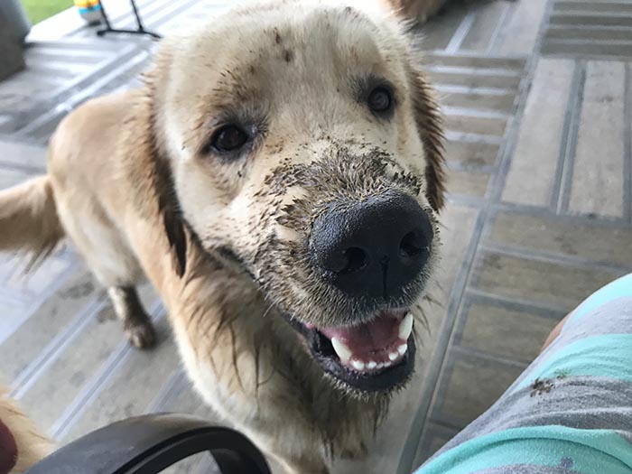 caribbean golden retrievers in puerto rico