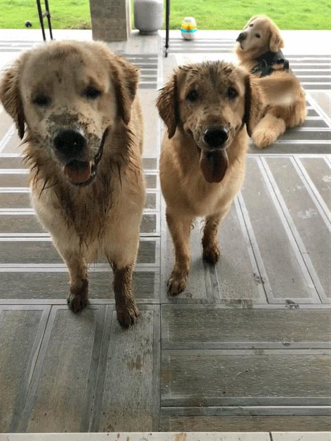 caribbean golden retrievers in puerto rico