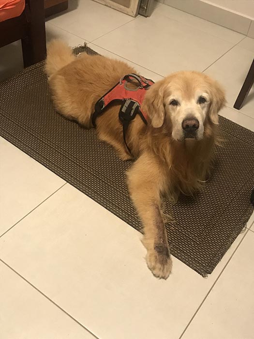 caribbean golden retrievers in puerto rico