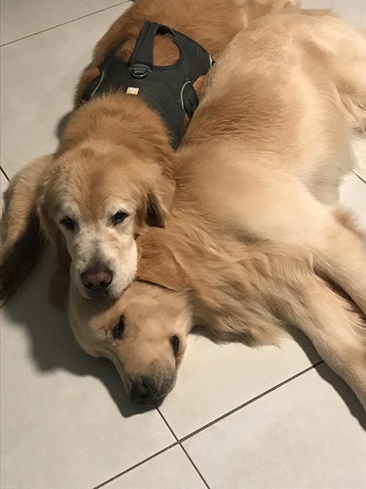 caribbean golden retrievers in puerto rico