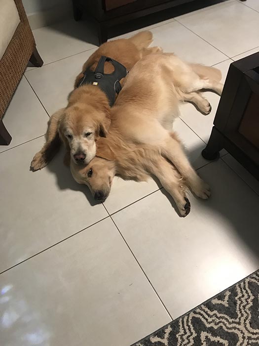 caribbean golden retrievers in puerto rico