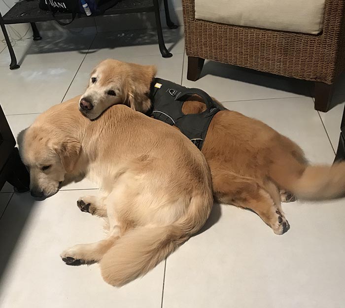 caribbean golden retrievers in puerto rico