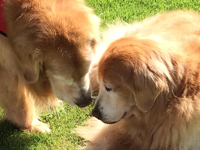 caribbean golden retrievers in puerto rico