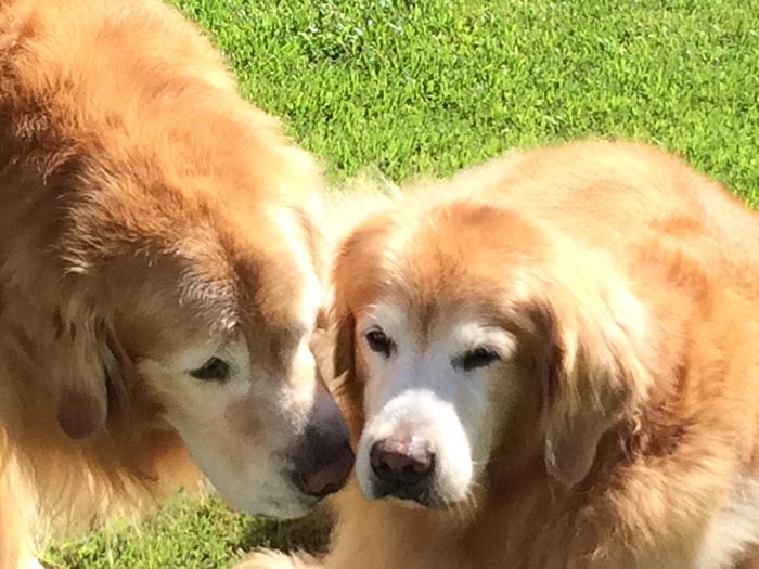 caribbean golden retrievers in puerto rico