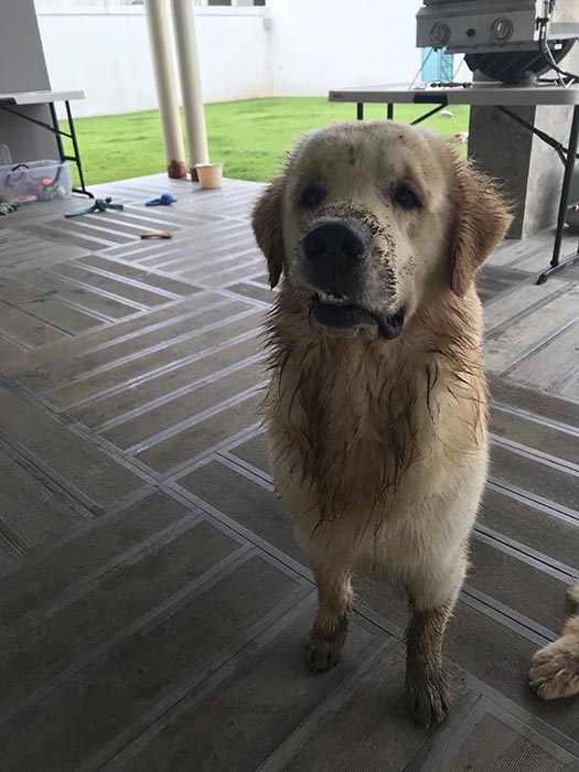 caribbean golden retrievers in puerto rico