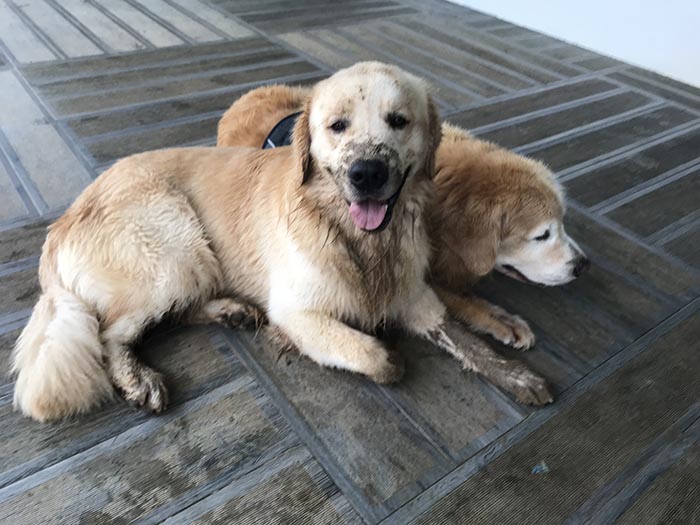 caribbean golden retrievers in puerto rico
