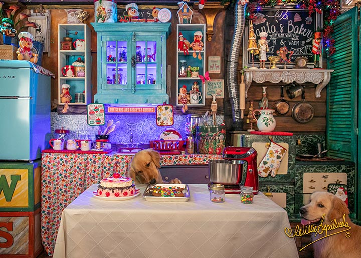 caribbean golden retrievers in puerto rico