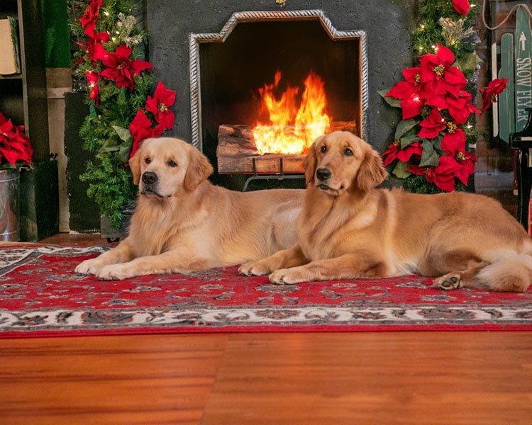 caribbean golden retrievers in puerto rico