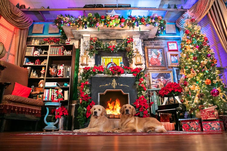 caribbean golden retrievers in puerto rico