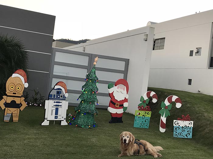 caribbean golden retrievers in puerto rico
