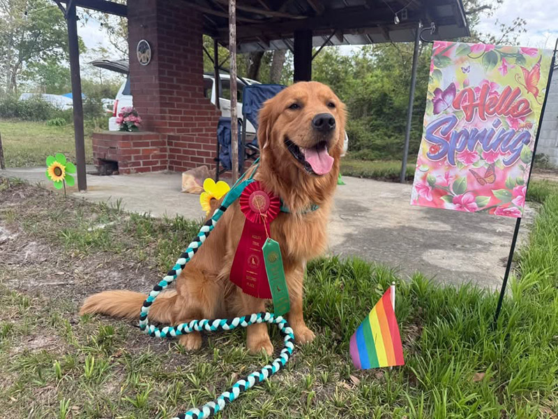 caribbean golden retrievers in puerto rico