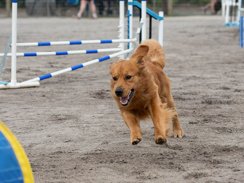 caribbean golden retrievers in puerto rico