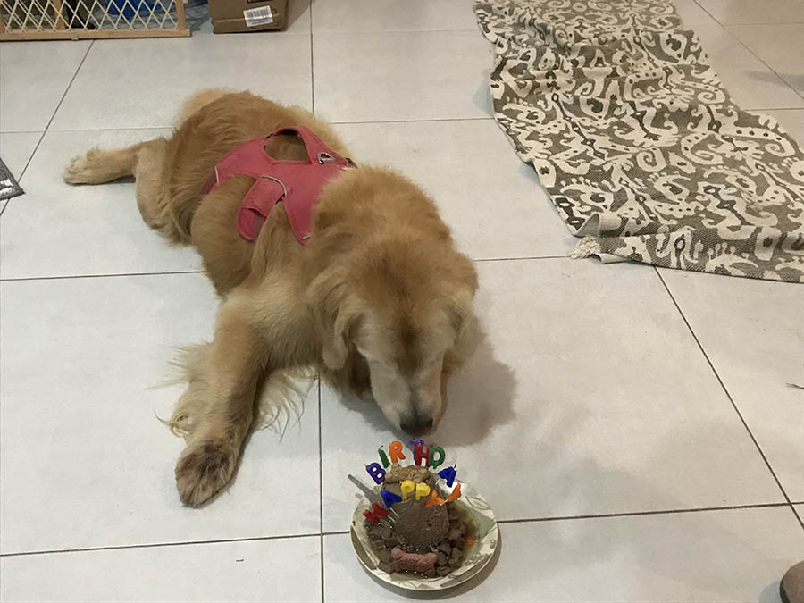 Caribbeans Last Treasure milo