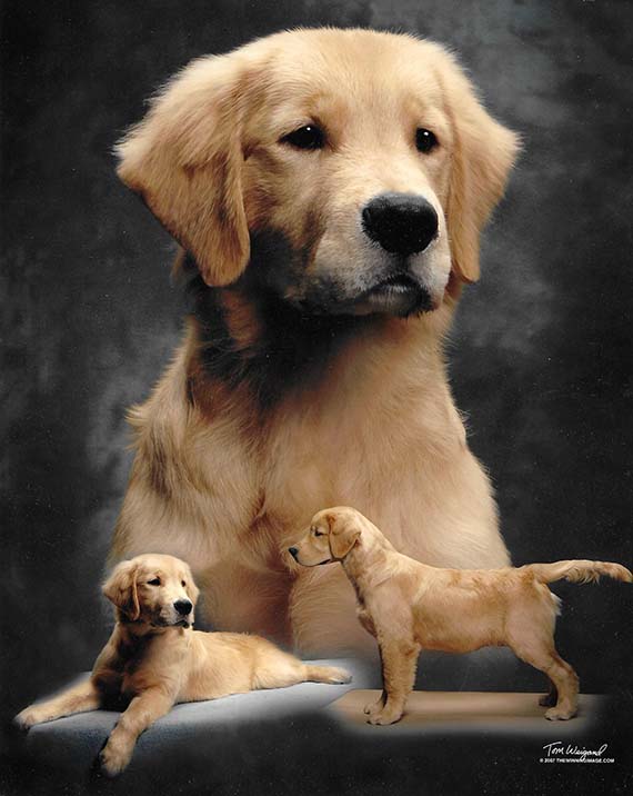 Caribbeans Last Treasure milo