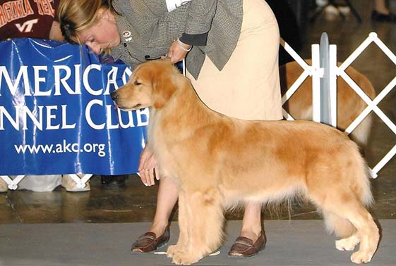 CH Foxfire Master's Winner Takes All canela