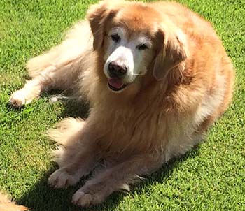 Canela, aka CCH Foxfire Master's Winner Takes All CCA