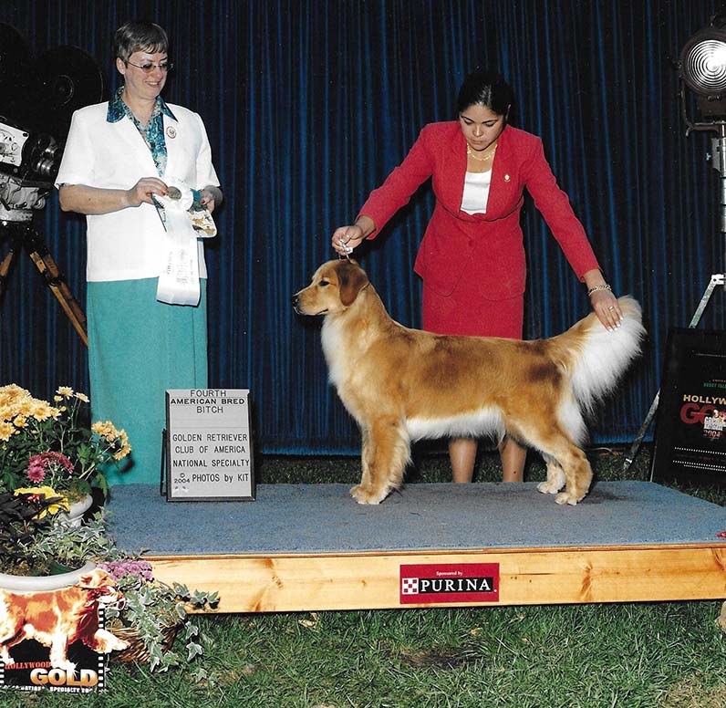 ginger caribbean golden retrievers in puerto rico