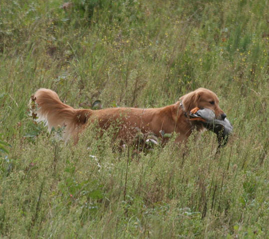 ginger caribbean golden retrievers in puerto rico
