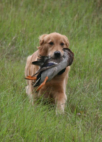 ginger caribbean golden retrievers in puerto rico
