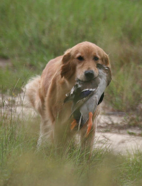 ginger caribbean golden retrievers in puerto rico