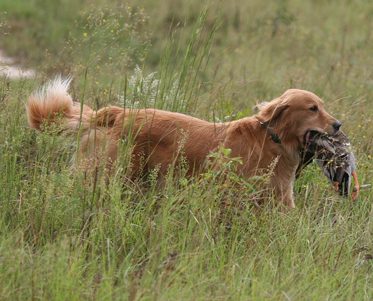ginger caribbean golden retrievers in puerto rico