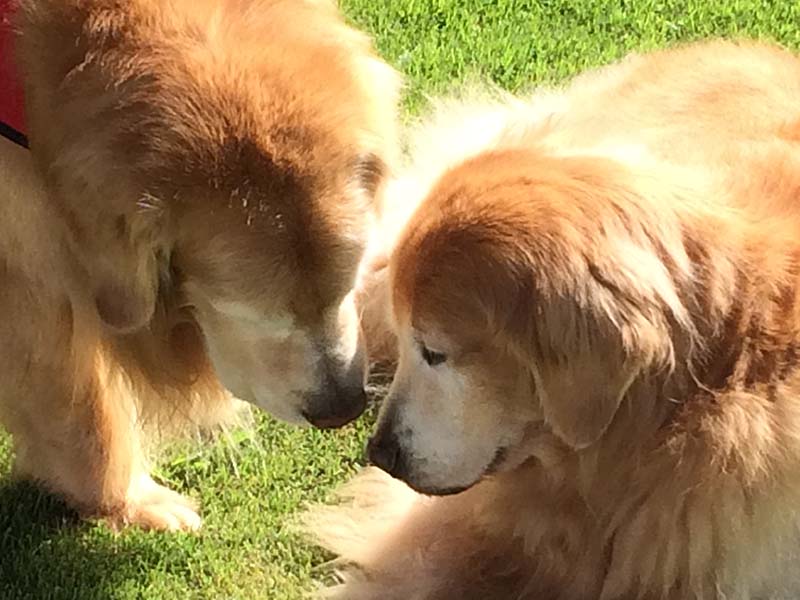 CH Foxfire Master's Winner Takes All canela and milo