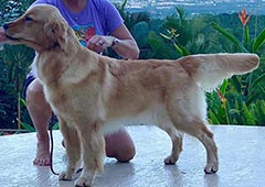 caribbean golden retrievers, splash