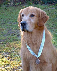 Thunder, aka FCI, AKC CH SHR Masters Thunder Storm JH RN WC CCA, caribbean golden retrievers