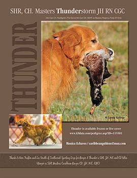 caribbean goldens Masters Thunder Storm thunder