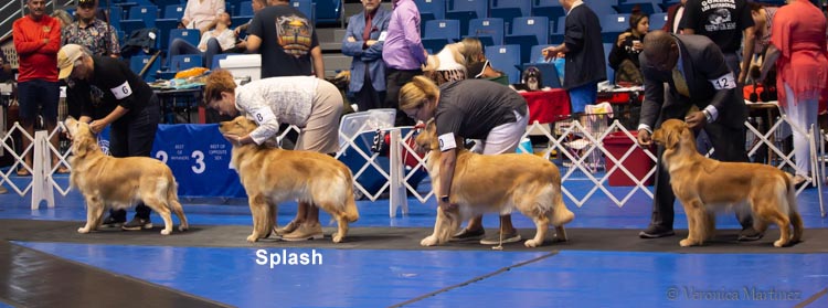 Prism's Caribbean Leap into the Waves CD, splash 