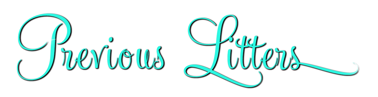 previous litters at caribbean goldens